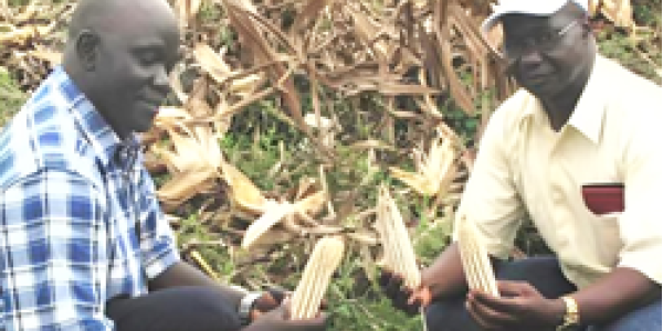 Dr Silvestro Meseka (left) with a partner examines maize harvest.