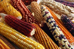 maize-diversity