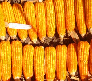 MAIZE photo