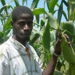 Farmer-on-a-maize-farm_iita