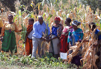 MAIZE photo