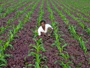 intercropping-bangladesh
