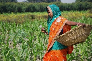 Farmer weeding maize in Bihar, India (Credit: M. DeFreese/CIMMYT)