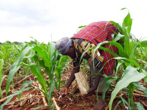 Kenyan woman fertilizing maize