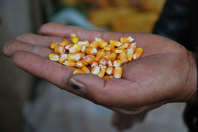 Hybrid maize in Yunri