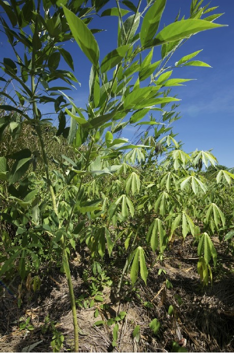 Conservation Agriculture Malawi