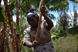 Smallholder farmer prepares maize plot for planting with CIMMYT improved varieties, Embu, Kenya