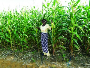 Grace Malaitcha, from Zidyana, Malawi is considered a “farmer leader” because of her use of conservation agriculture. Photo credit: Patrick Wall/CIMMYT.