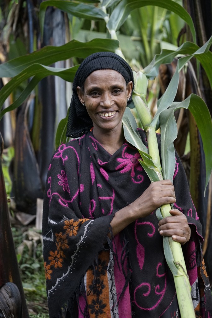 Credit: P. Lowe/CIMMYT