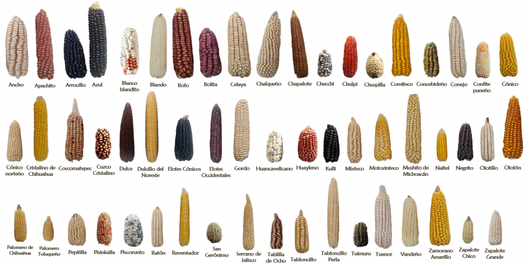 Examples of some of the 59 native Mexican maize landraces. Photo courtesy of CIMMYT Maize Germplasm Bank