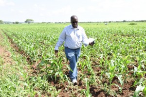 CIMMYT maize seed system specialist James Gethi inspects a maize field in Nzega, Tanzania. Photo: Kelah Kaimenyi/CIMMYT.