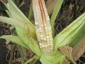 A maize ear with shriveled kernels that are poorly filled, a major side effect of TSC that reduces farmer’s yields.