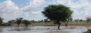 In contrast to normal rain patterns, heavy rainfall fell in central Ethiopia in early May, between the usual short (March-April) and main (June-September) rainy seasons. Photo: E.Quilligan/CIMMYT