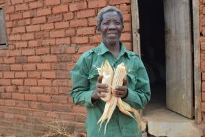 “Going forward, I will plant both local and drought-tolerant varieties for my family’s consumption and sale, respectively. I sell the DT maize exclusively to the government and wholesalers, so I get a fair price. With this income, I can focus on other projects,” Mwanza said. Photo: Kelah Kaimenyi/CIMMYT