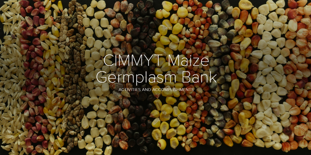 maize bank