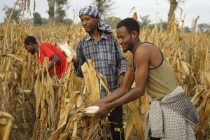 Farmers Nuri Bekele, Tefera Tamirat & Melaka Bekele harvest maize, Baranga village, Hawassa Zuria district, Ethiopia. Photo: CIMMYT/P. Lowe.