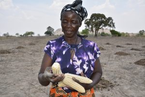 Appolonia Marutsvaka shows off her drought-tolerant, heat stress maize cobs. Photo: Johnson Siamachira/CIMMYT.