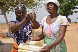 Apolonia demosntrates the amount of maize she was able to harvest with new drought tolerant varieties. MAIZE and CIMMYT are committed to researching, supporting and getting drought and heat tolerant maize into the hands of smallholder farmers in Zimbabwe.