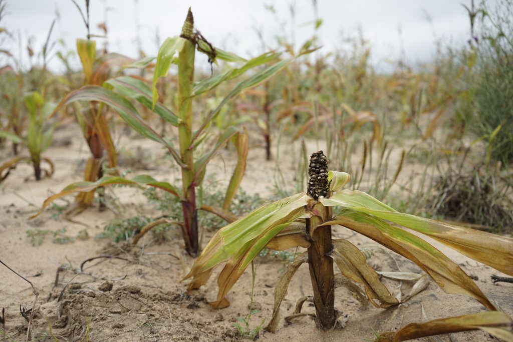 Drought tolerant maize provides extra 9 months of food for farming ...