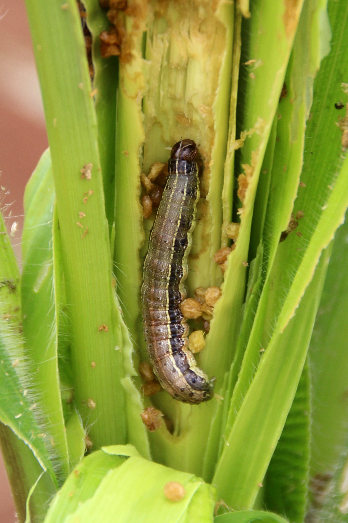 new-technical-guide-to-help-farmers-protect-against-fall-armyworm